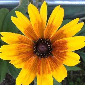 Meet your Posher, Ann